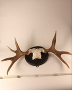 Elch Geweih Trophäe
