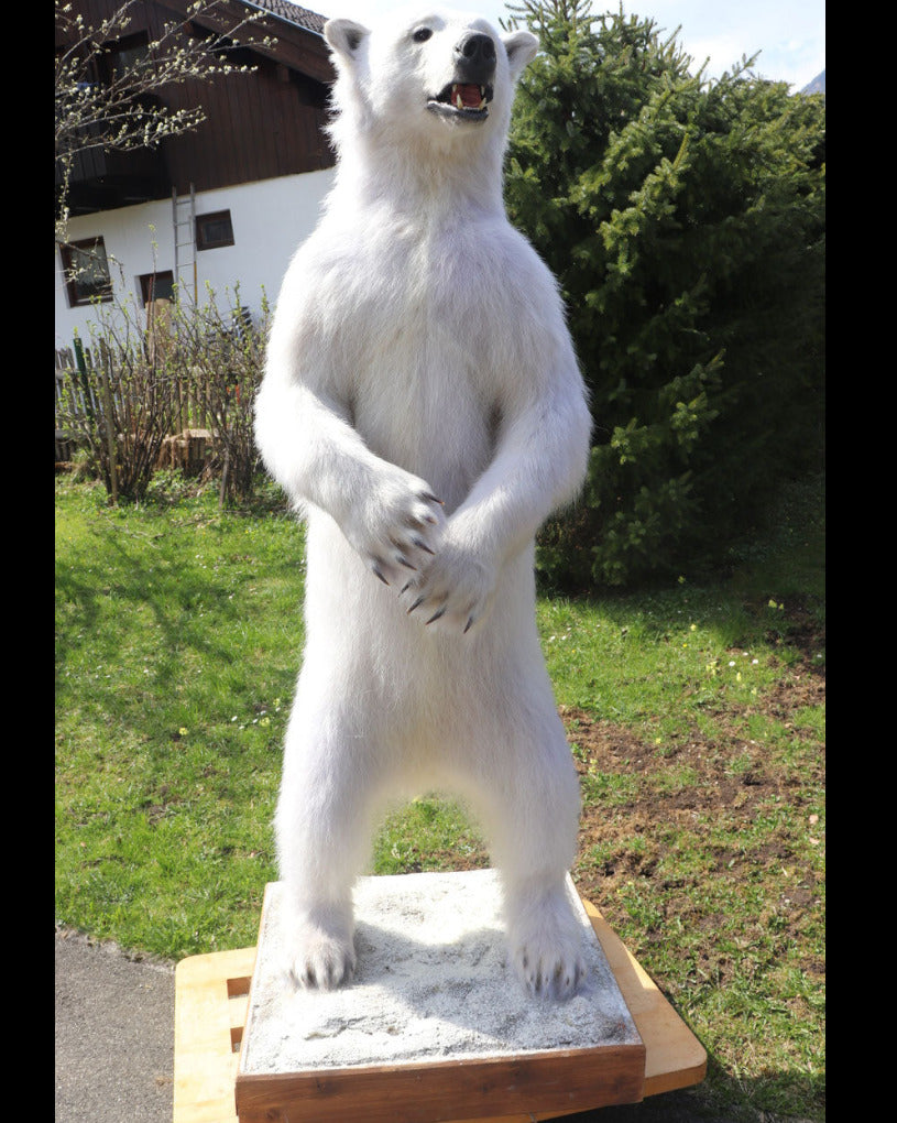 kleines Eisbär Präparat stehend