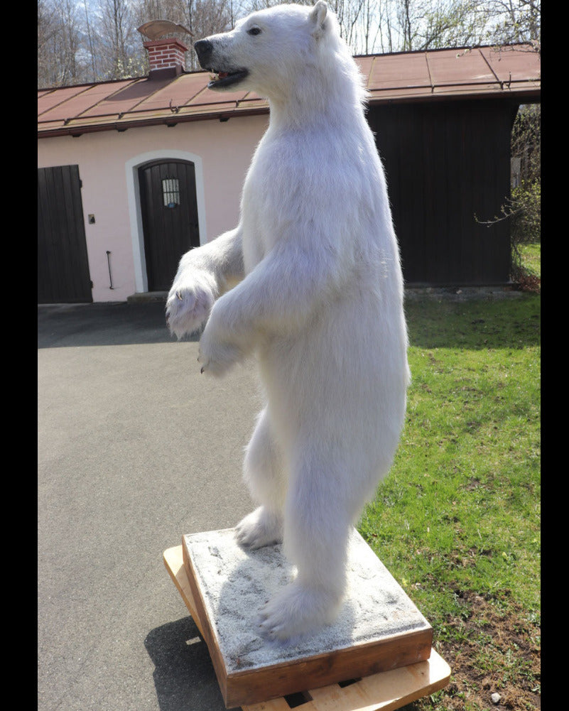 kleines Eisbär Präparat stehend