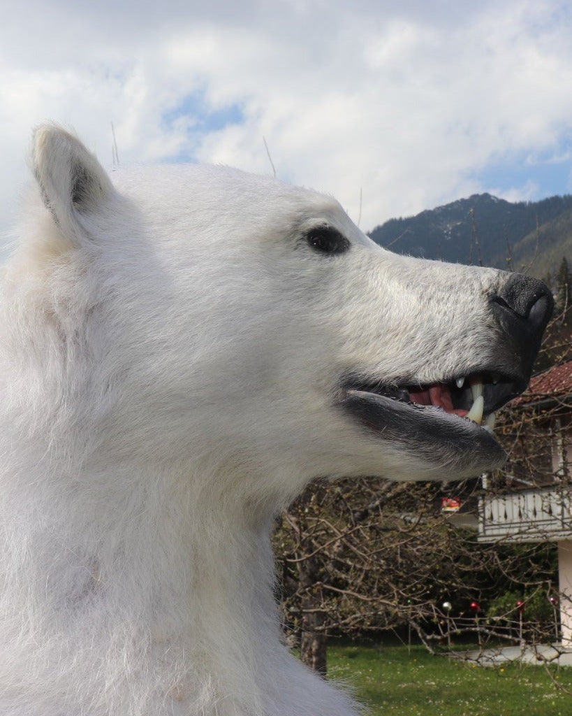 kleines Eisbär Präparat stehend
