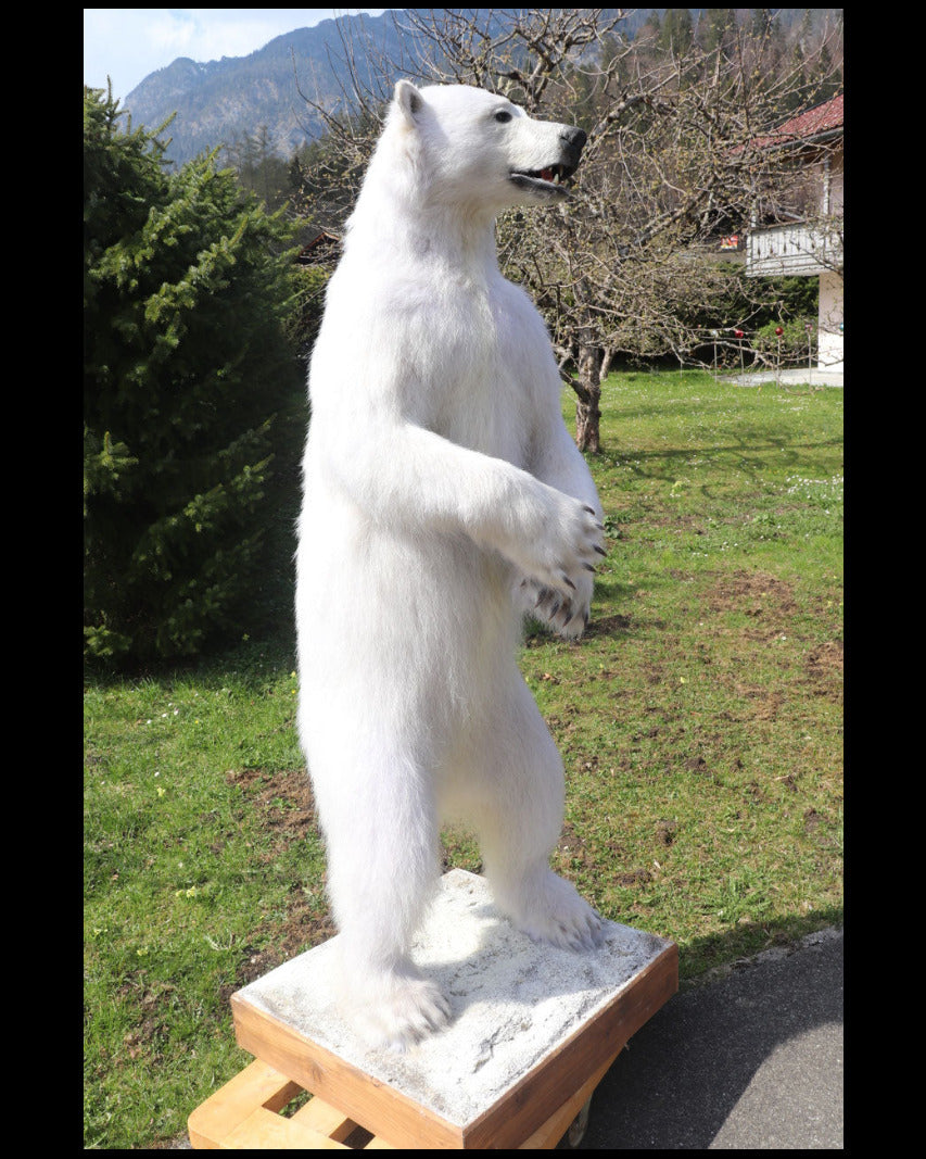 kleines Eisbär Präparat stehend