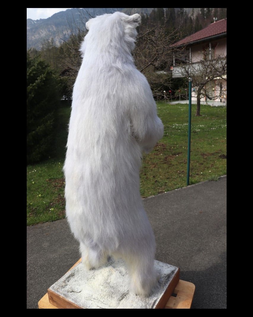 kleines Eisbär Präparat stehend