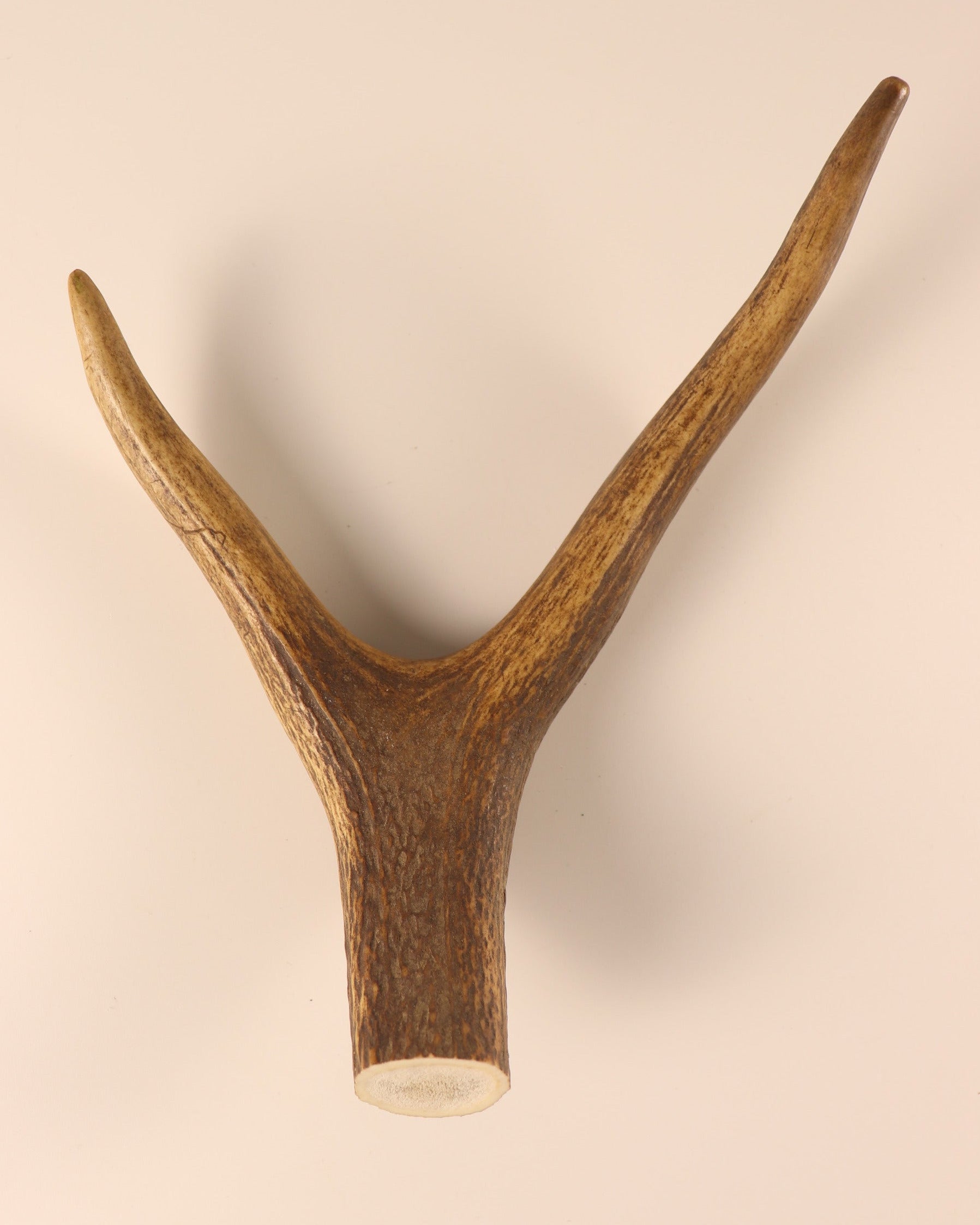 Hirschkrone