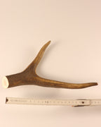 Hirschkrone