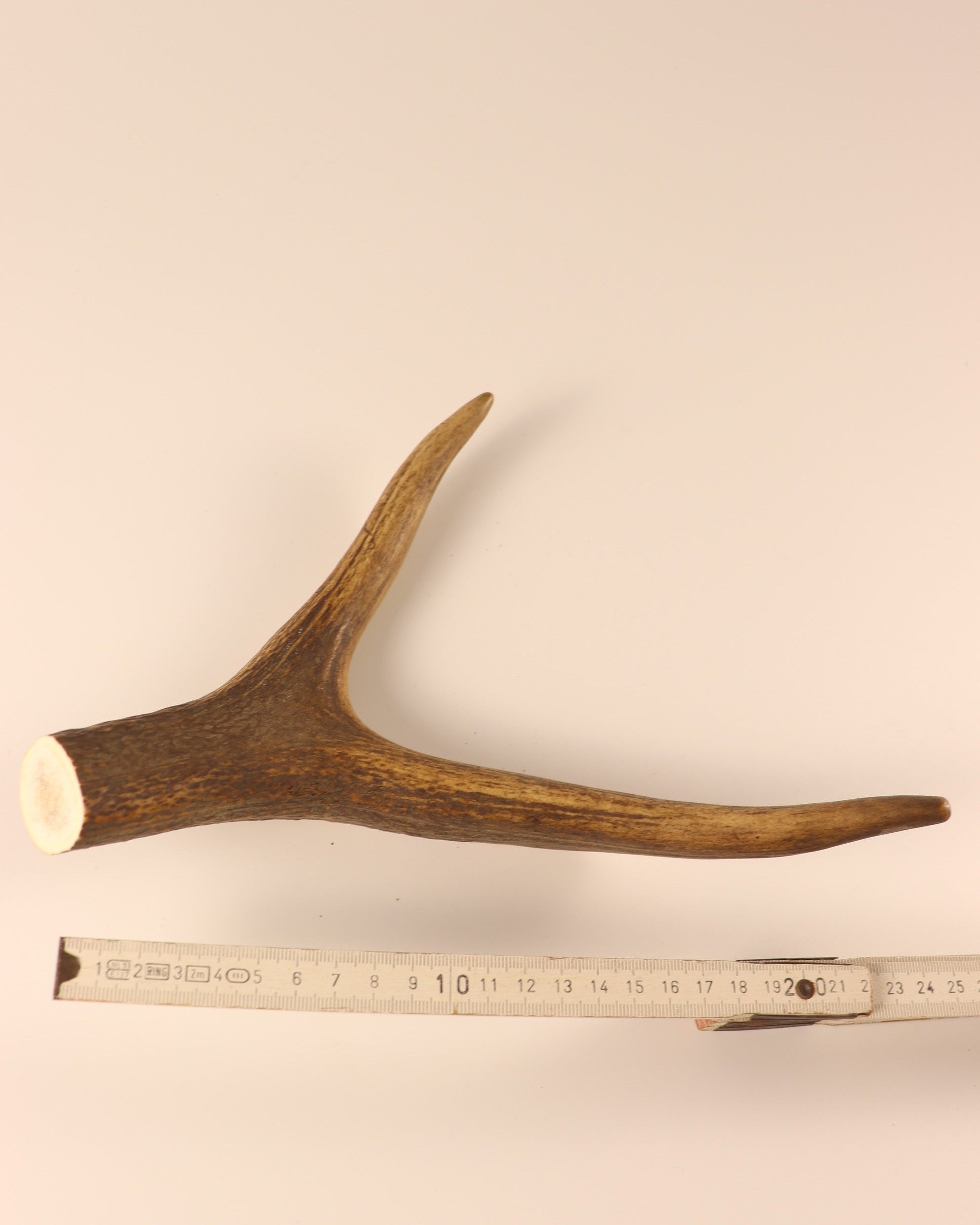 Hirschkrone
