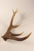 Geweih Hirschhorn Abwurfstange