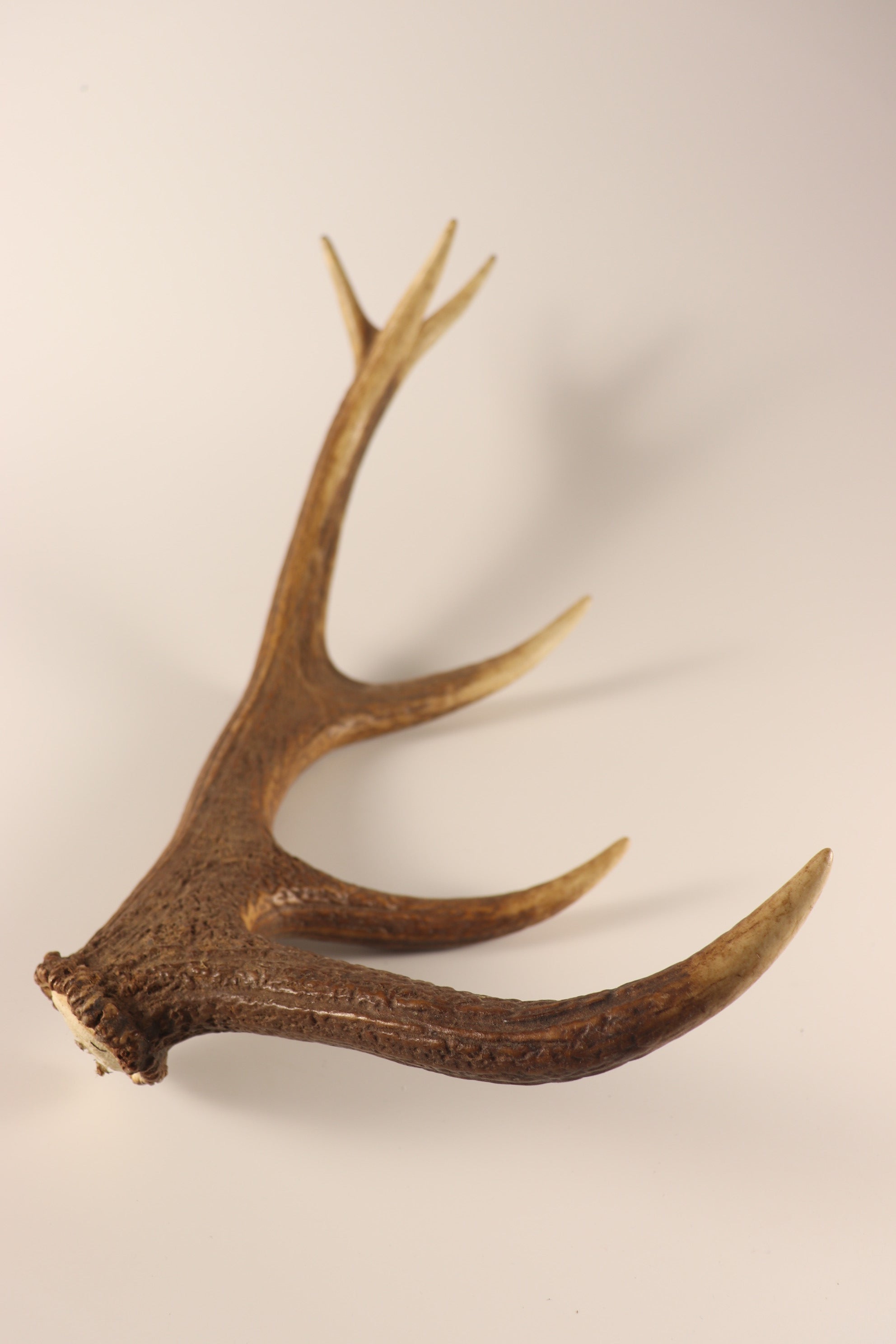 Geweih Hirschhorn Abwurfstange