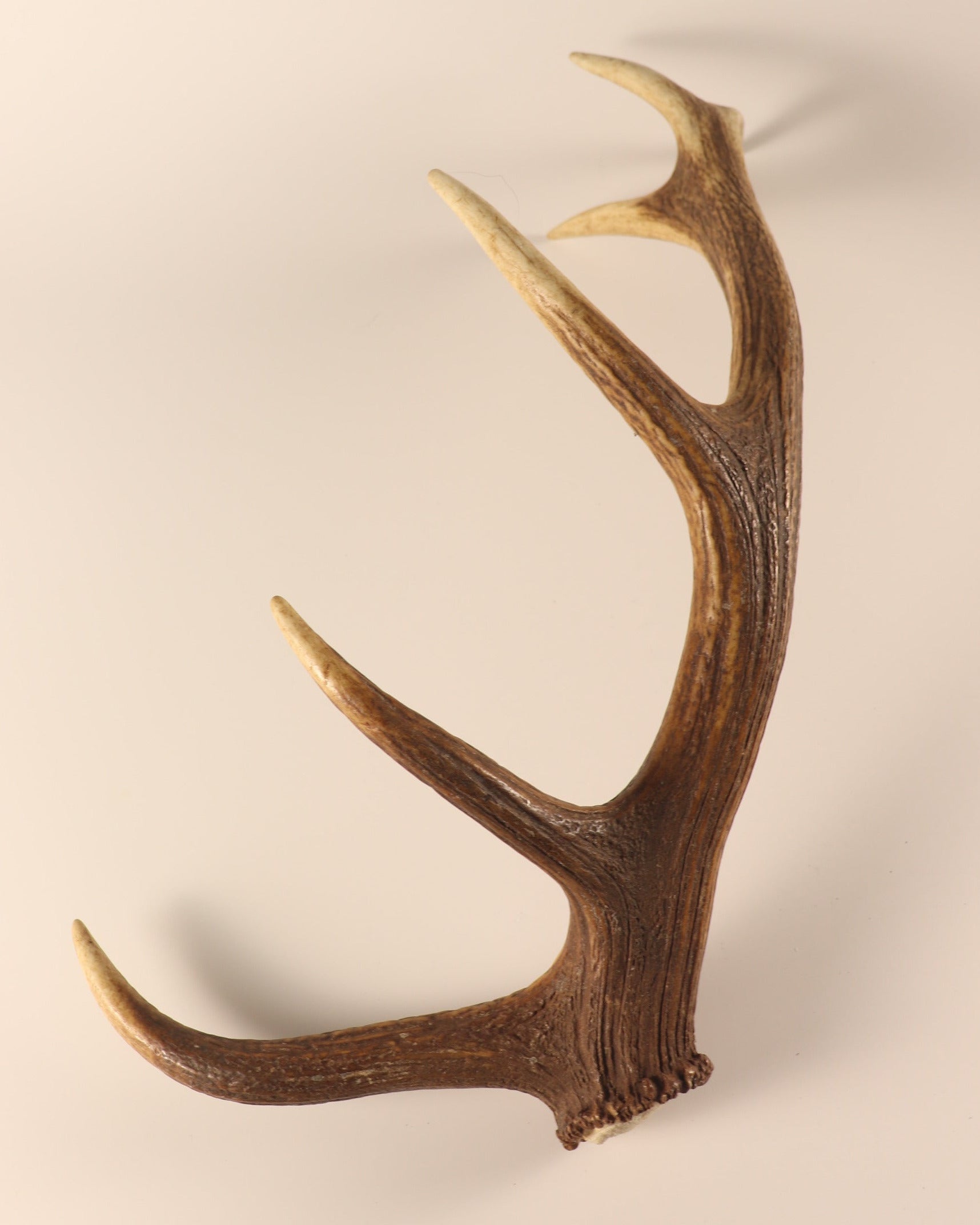 Geweih Hirschhorn Abwurfstange