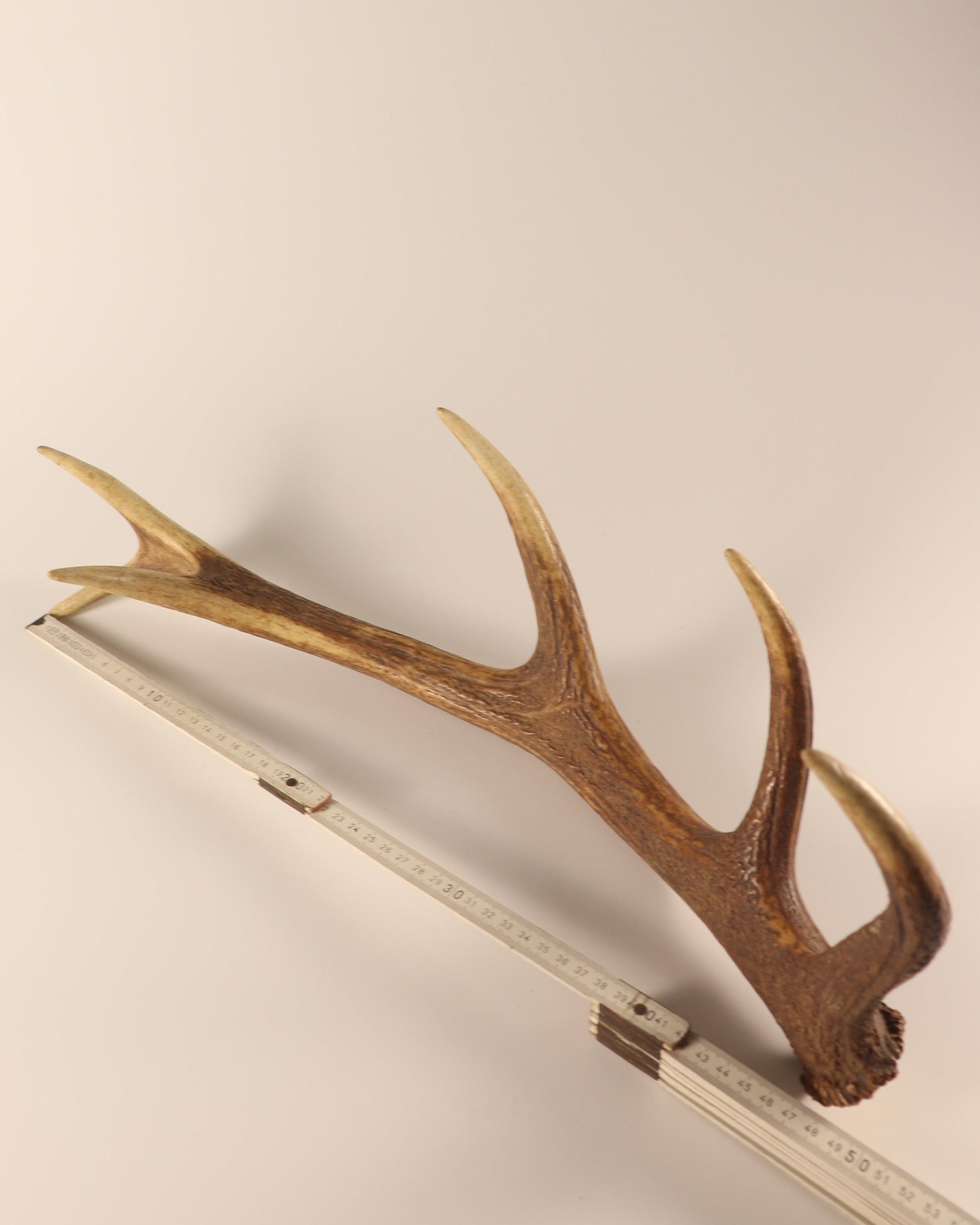 Geweih Hirschhorn Abwurfstange