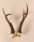 sibirischer Rehbock