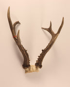 sibirischer Rehbock