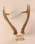 sibirischer Rehbock