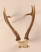 sibirischer Rehbock