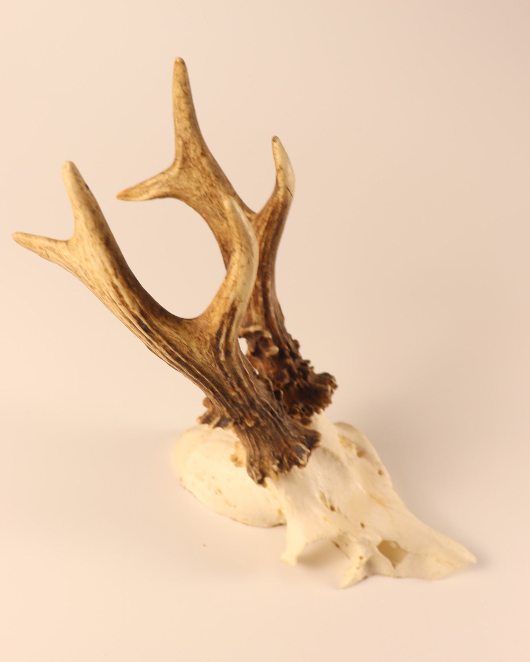 Rehbock