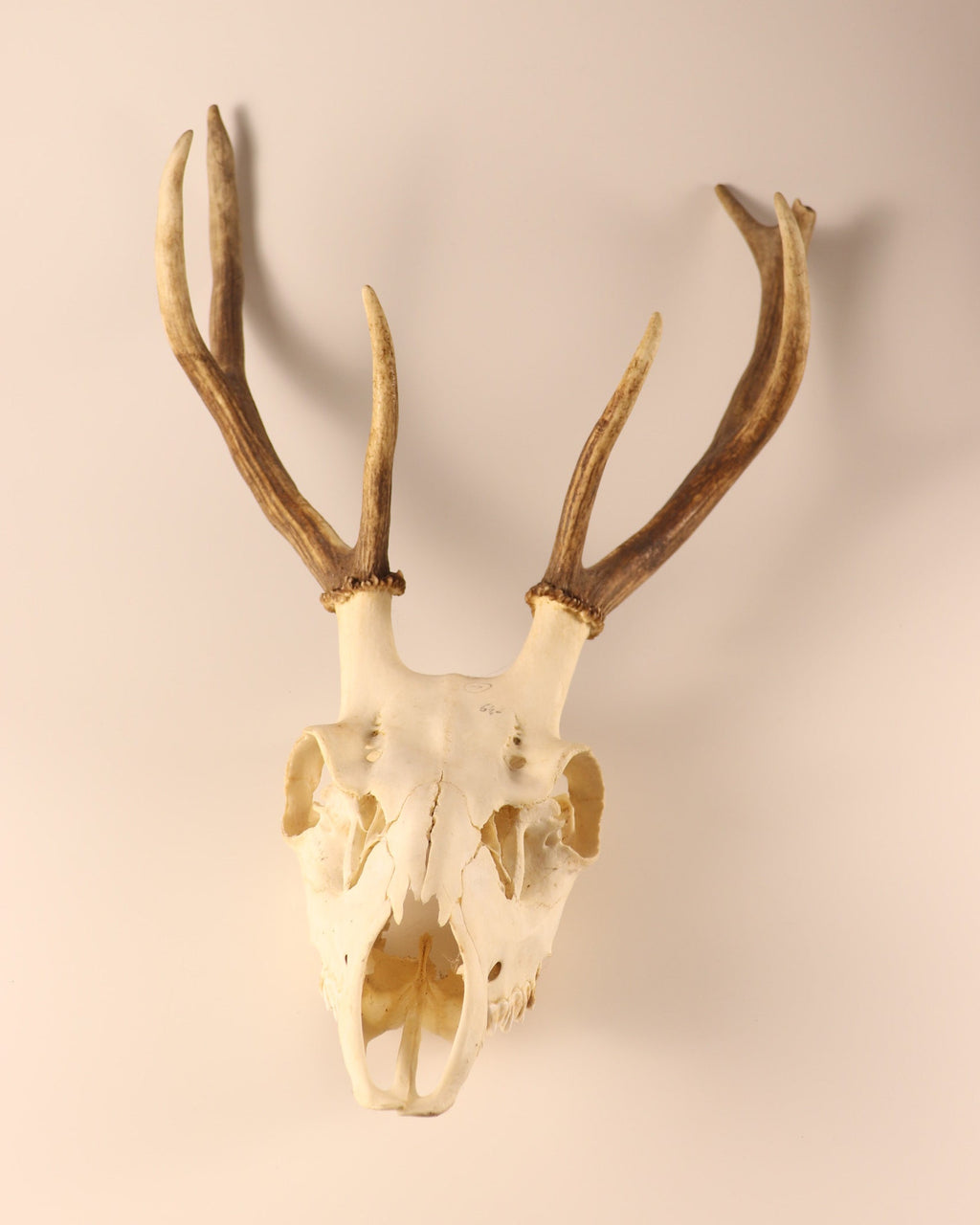 Hirsch-Geweih
