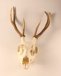 Hirsch-Geweih