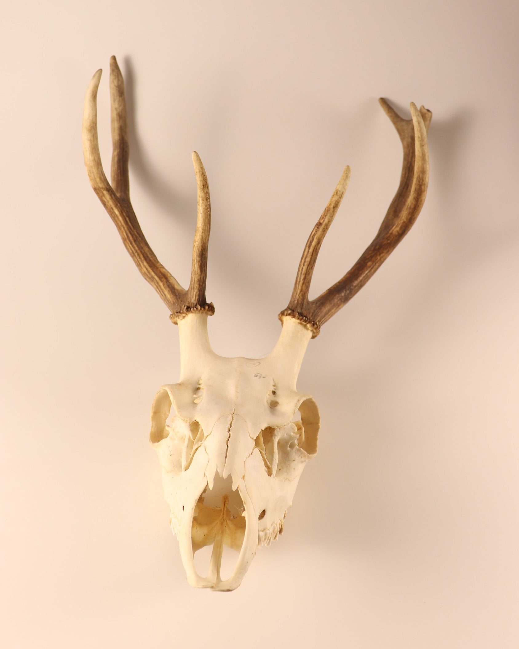 Hirsch-Geweih