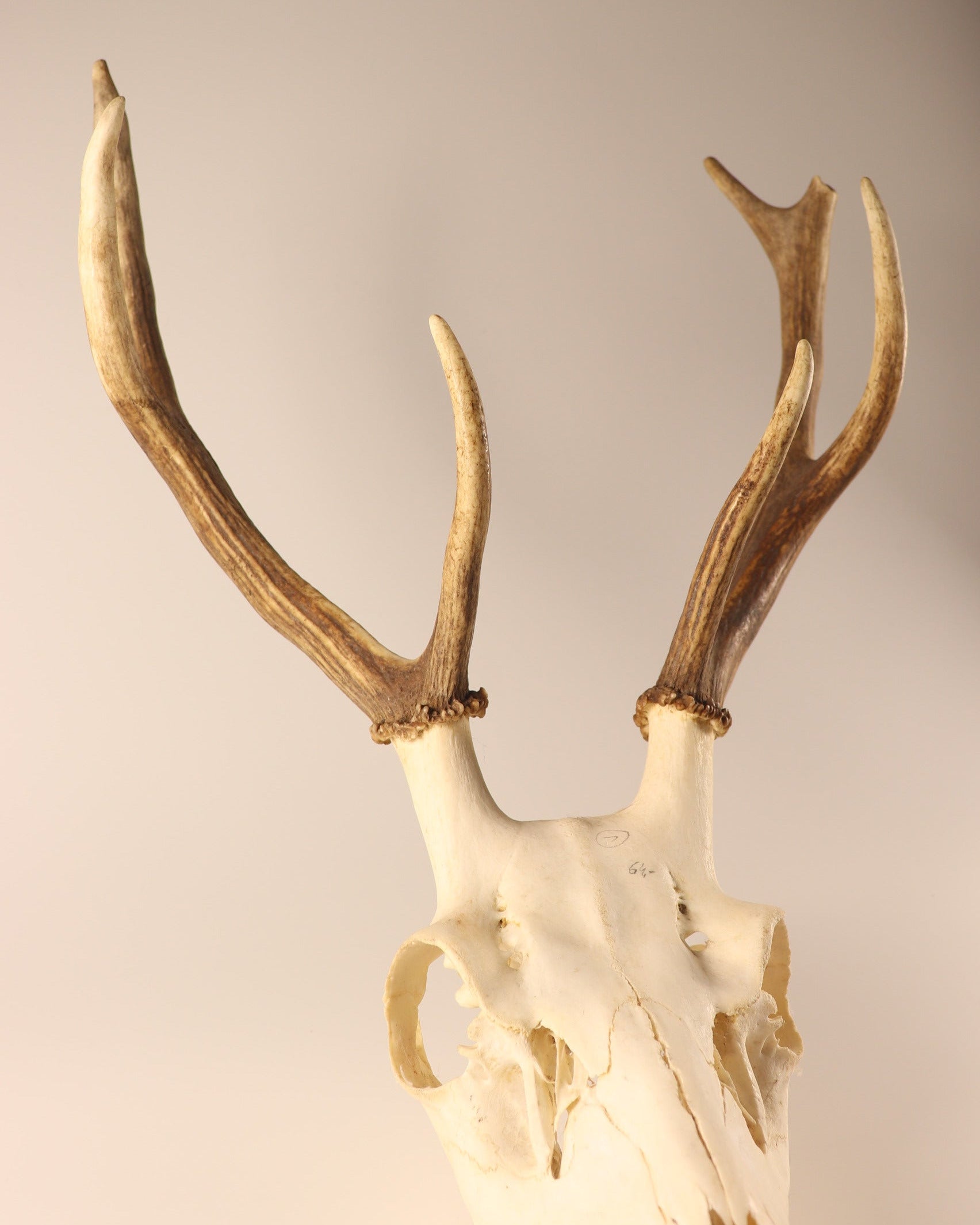 Hirsch-Geweih