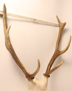 Hirsch-Geweih