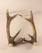 abnormes Hirschhorn Paar