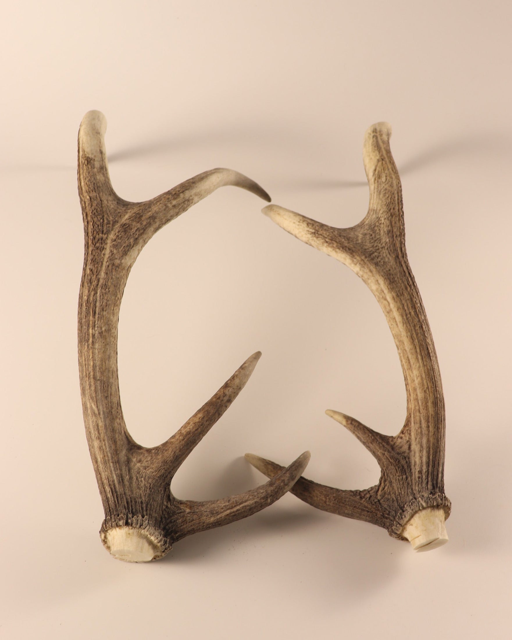 abnormes Hirschhorn Paar
